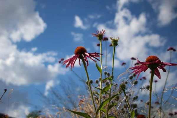 Echinacea Purpurea Flores Contra Fundo Céu Jardim Cidade — Fotografia de Stock