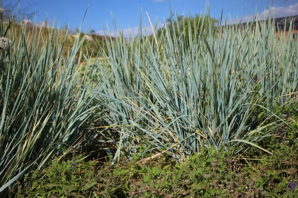 Украшенная Беловато Зеленая Трава Elymus Arenarius Городском Саду — стоковое фото