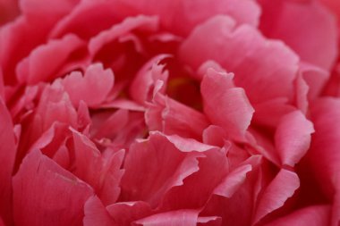 Mercan renkli şakayık çiçeklerine (Paeonia Karizmatik. Çiçek fuarında orijinal W. Krekler - R. Klehm, USA) türü.