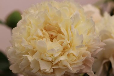 Çiçek fuarında krem rengi şakayık çiçeklerinin (Paeonia Summer Glow, orijinal Hollingsworth, 1992, ABD) yakın çekimi