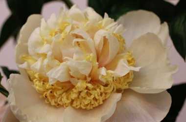 Çiçek Şovu 'nda krem rengi şakayık çiçeğinin (Paeonia Kutzin, Kurucu Fraukner, 2001, İsveç) yakın çekimi