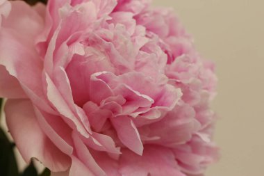 Çiçek Şovu 'nda pembe şakayık çiçeğinin (Paeonia lactiflora Sarah Bernhardt, orijinal Lemoine, 1906, ABD) yakın çekimi.