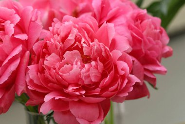 Mercan renkli şakayık çiçeklerine (Paeonia Karizmatik. Çiçek fuarında orijinal W. Krekler - R. Klehm, USA) türü.