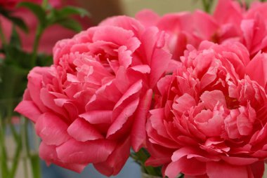 Mercan renkli şakayık çiçeklerine (Paeonia Karizmatik. Çiçek fuarında orijinal W. Krekler - R. Klehm, USA) türü.