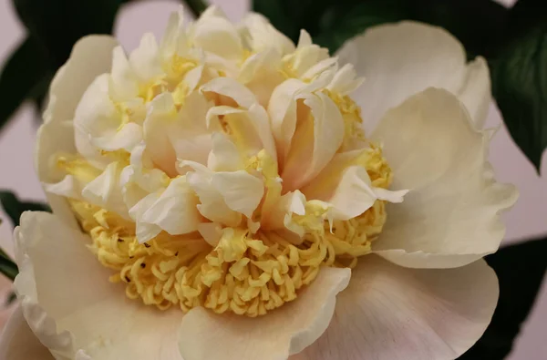 花のショーでクリーム色の牡丹の花 Paeonia Qutzin Originator Variety Fraukner 2001 Sweden のクローズアップ — ストック写真