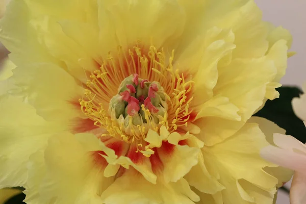 Close Flor Peônia Amarela Paeonia Garden Trsaure Variedade Original Hollingsworth — Fotografia de Stock