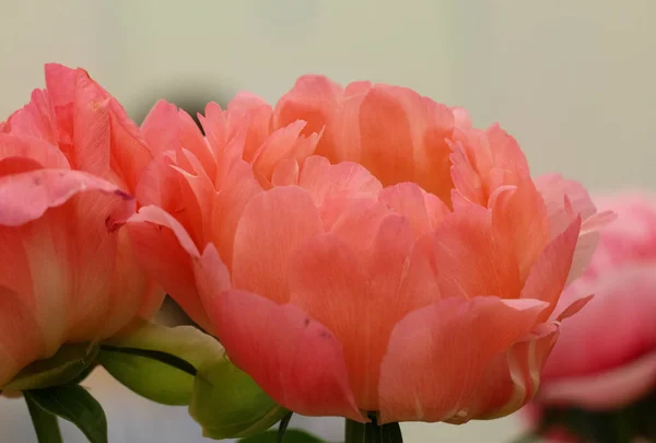 Close Flores Peônia Cor Coral Paeonia Coral Sunset Variedade Original — Fotografia de Stock