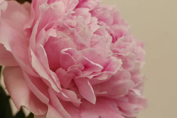 Close Flor Peônia Rosa Paeonia Lactiflora Sarah Bernhardt Variedade Original — Fotografia de Stock