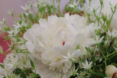 Çiçek fuarında küçük beyaz çiçeklerle süslenmiş beyaz bir şakayığın yakın çekimi.