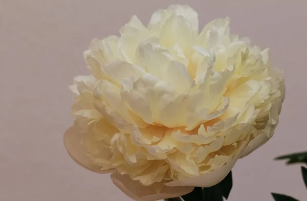 花のショーでのクリーム色の牡丹の花のクローズアップ Paeonia Corel Owenいとこ 元の品種のいとこ 1972 — ストック写真
