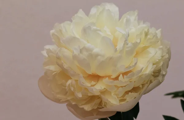 Primo Piano Fiori Peonia Color Crema Paeonia Colonel Owen Cousins — Foto Stock