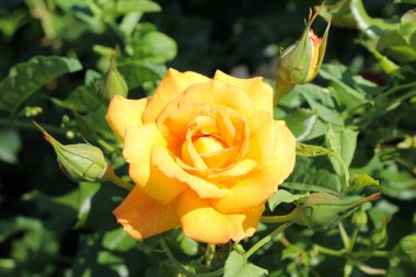 Bulanık yeşil arka planda tomurcukları olan sarı bir gül.