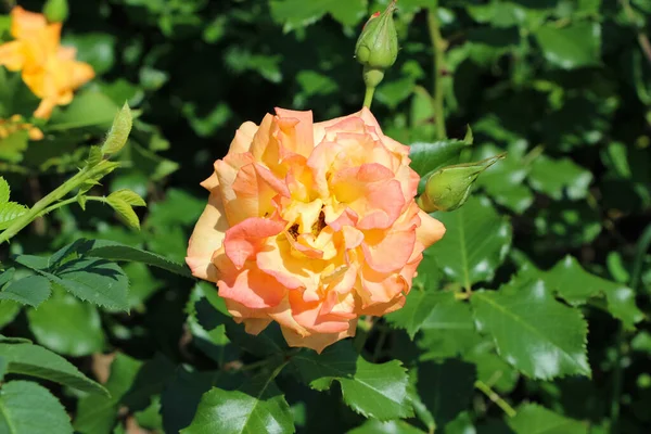 Foto Frontal Una Delicada Rosa Color Albaricoque Sobre Fondo Jardín — Foto de Stock