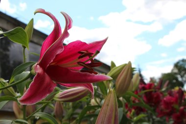 Bulutlu bir gökyüzünün bulanık arka planında çiçek açan ve tomurcuklanan parlak beyaz-kırmızı bir zambak dalı.) 