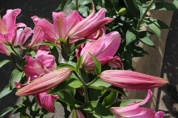 Gałąź Różowej Lilii Pączkami Kwitnącym Kwiatem Botanicznej Wystawie Kwiatów Ogrodowych — Zdjęcie stockowe