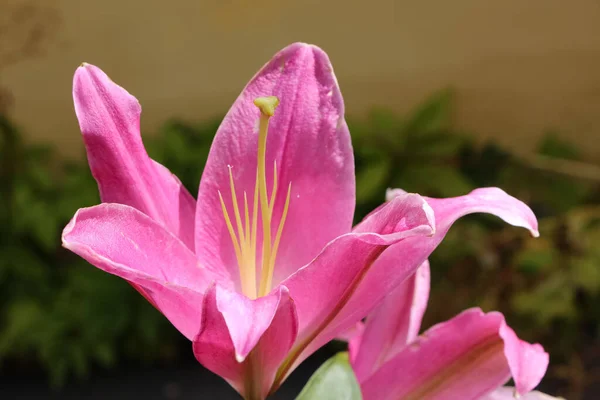 Lirio Rosa Jardín Botánico Pistilo Estambres Cerca —  Fotos de Stock