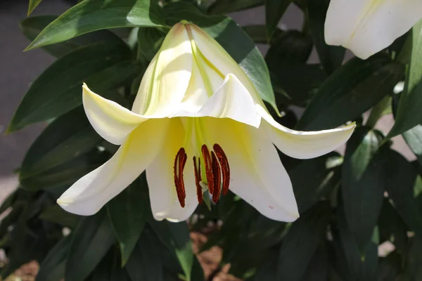 Jasnożółto Biała Lilia Ogrodzie Botanicznym Pistil Stamens Czerwonym Pyłku Zbliżenie — Zdjęcie stockowe