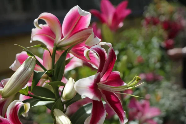 Una Rama Lirio Blanco Rosa Con Brotes Flores Florecientes Espectáculo —  Fotos de Stock