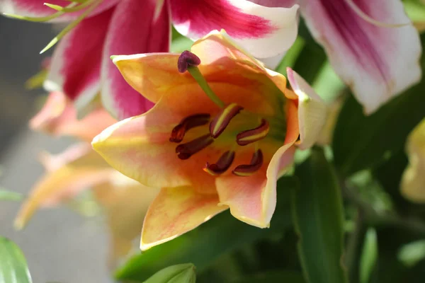 植物園の鮮やかな桃色のユリ 赤い花粉の雌しべと雄しべクローズアップ Lilium Zellmira Hybrids — ストック写真