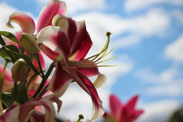 Una Rama Lirio Híbrido Blanco Rojo Brillante Con Flores Florecientes —  Fotos de Stock