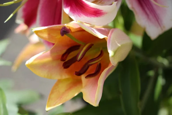 A bright peach-colored lily in a botanical garden, pistil and stamens in red pollen close-up (Lilium Zelmira hybrids)