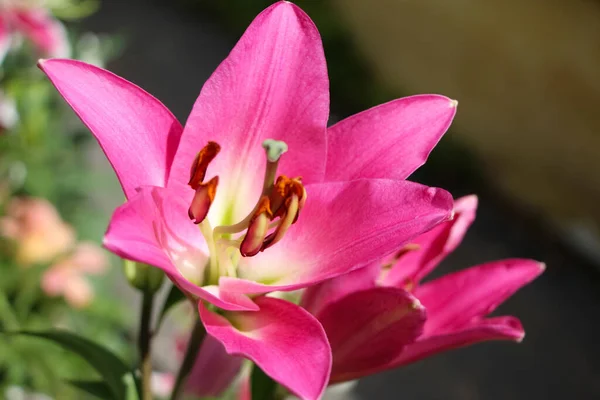 Lys Rose Dans Jardin Botanique Pistil Étamines Pollen Rouge Close — Photo
