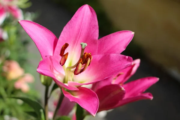 Lys Rose Dans Jardin Botanique Pistil Étamines Pollen Rouge Close — Photo