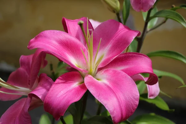 Lys Rose Dans Jardin Botanique Pistil Étamines Close — Photo