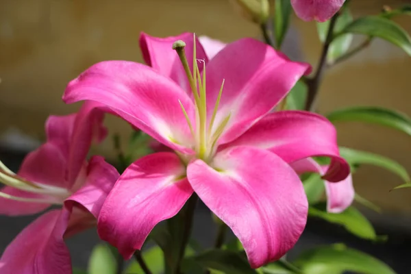 Lys Rose Dans Jardin Botanique Pistil Étamines Close — Photo