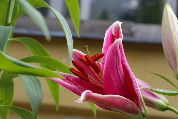Zbliżenie Kwitnącej Różowej Lilii Indiana Pączek Ogrodzie Botanicznym — Zdjęcie stockowe