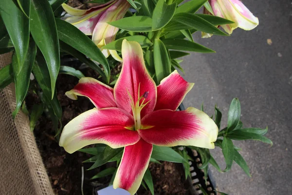 Lys Jaune Rouge Lumineux Dans Jardin Botanique Pistil Étamines Close — Photo