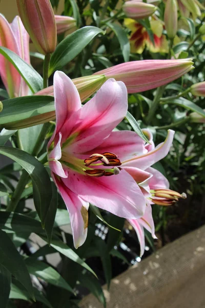 Gałąź Różowej Lilii Pączkami Kwitnącym Kwiatem Botanicznej Wystawie Kwiatów Ogrodowych — Zdjęcie stockowe
