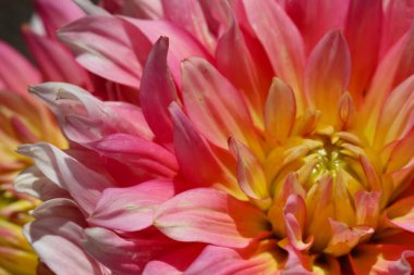 Pembe ve sarı taze yıldız çiçeği makro fotoğraf, çiçek merkezi.