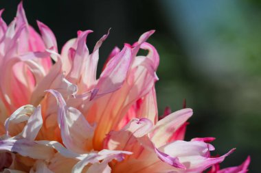 Yakın çekim (makro çekim) Pembe Dahlia çiçeğinin güzel yaprakları karşı ışıkta 