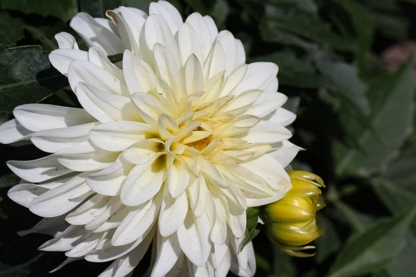 White Dahlia Natural Blurry Green Garden Background — Stock Photo, Image