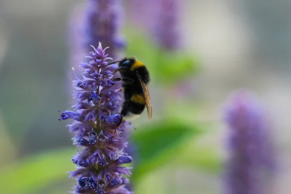 Zbliżenie Makro Pęd Pszczół Kwiatach Lawendy — Zdjęcie stockowe