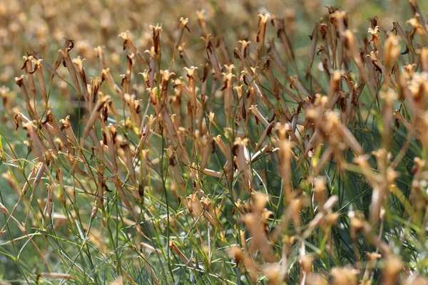 Tiges Brunes Fleurs Tombées Œillet Penné Dianthus Plimarius Comme Fond — Photo