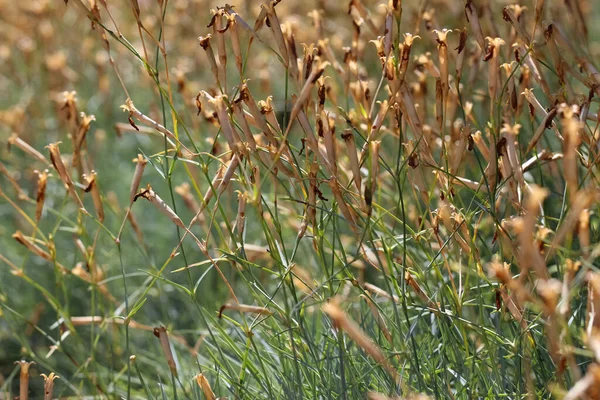 Close Van Bruine Stengels Van Gevallen Kruidnagel Als Natuurlijke Achtergrond — Stockfoto