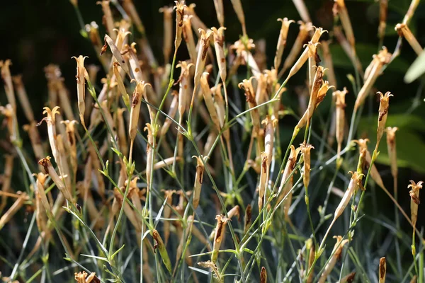 Gambi Marroni Fiori Caduti Garofano Pennato Dianthus Plimarius Come Sfondo — Foto Stock