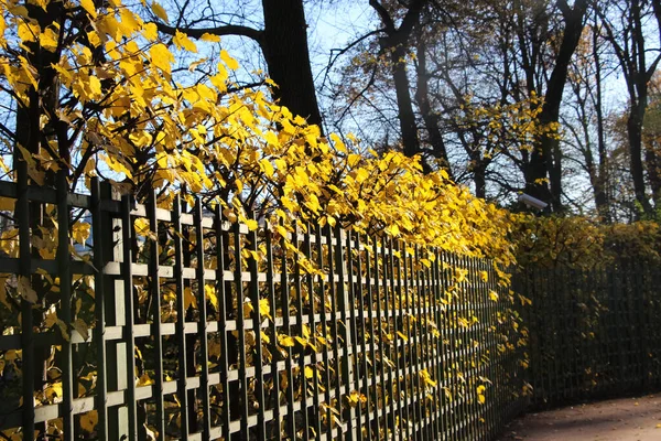 Żółte Liście Krzewu Przez Płot Jesiennym Parku — Zdjęcie stockowe