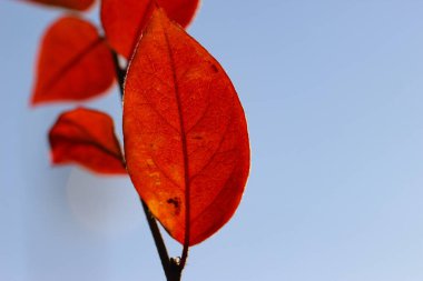 Kırmızı böğürtlen yapraklarından oluşan bir dala yakın çekim