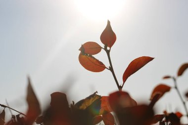 Kırmızı yapraklı bir böğürtlen dalının doğal sonbahar arka planında karşı ışıkta yakın plan.