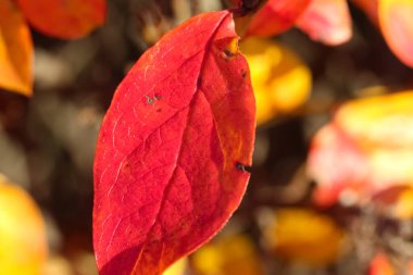 Kırmızı bir böğürtlen yaprağının yakın plan görüntüsü.