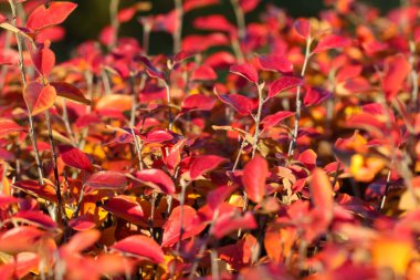 Sonbahar arkaplanı için seçici bir odak noktası olan kırmızı yapraklı barberry çalıları