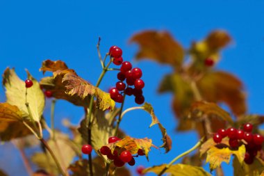 Gökyüzüne karşı sarı yapraklardan oluşan bir arka planda yakın plan kırmızı böğürtlen demeti