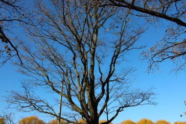 Yaprakları dökülen bir meşe ağacının tacı parlak mavi bir gökyüzünün arka planına düştü.