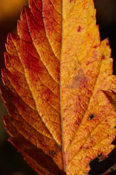 Bulanık Bir Sonbahar Arka Planında Kırmızı Saplı Sarı Kahverengi Bir — Stok fotoğraf