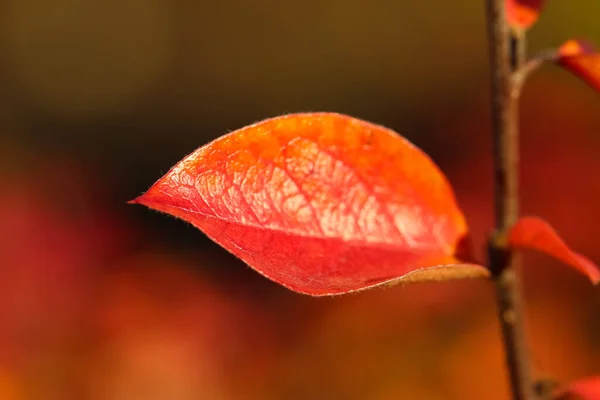 Close Red Barberry Leaf Natural Blurry Autumn Background — Stock Photo, Image