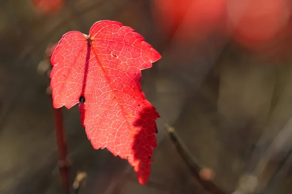 Close Van Een Helder Rood Blad — Stockfoto