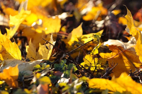 Żółty Klon Liście Selektywnym Naciskiem Ziemi Jesienny Sztandar — Zdjęcie stockowe